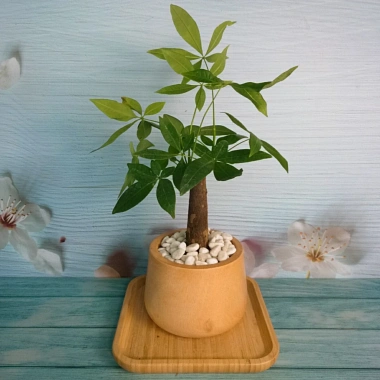 Cây Kim Ngân để bàn - Cây cảnh phong thủy, giảm giá 30% chỉ 70.000đ 9