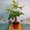 Cây Kim Ngân để bàn - Cây cảnh phong thủy, giảm giá 30% chỉ 70.000đ 10
