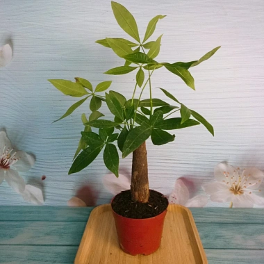 Cây Kim Ngân để bàn - Cây cảnh phong thủy, giảm giá 30% chỉ 70.000đ 10