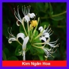 Cây Kim Ngân Hoa - Hoa chuyển màu, thân leo thơm ngát, giảm còn 45.000₫