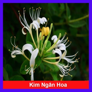 Cây Kim Ngân Hoa - Hoa chuyển màu, thân leo thơm ngát, giảm còn 45.000₫