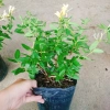 Cây Kim Ngân Hoa - Hoa chuyển màu, thân leo thơm ngát, giảm còn 45.000₫ 2
