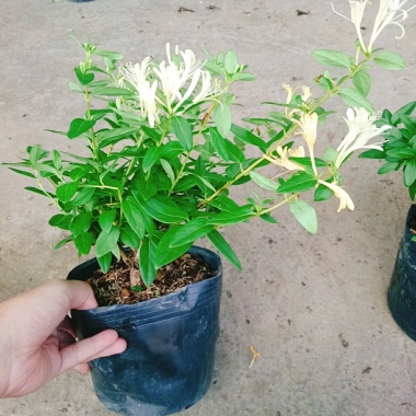 Cây Kim Ngân Hoa - Hoa chuyển màu, thân leo thơm ngát, giảm còn 45.000₫