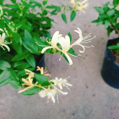 Cây Kim Ngân Hoa - Hoa chuyển màu, thân leo thơm ngát, giảm còn 45.000₫ 5 Cây Kim Ngân Hoa - Hoa chuyển màu, thân leo thơm ngát, giảm còn 45.000₫ 5