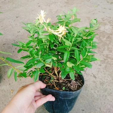 Cây Kim Ngân Hoa - Hoa chuyển màu, thân leo thơm ngát, giảm còn 45.000₫