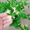 Cây Kim Ngân Hoa - Hoa chuyển màu, thân leo thơm ngát, giảm còn 45.000₫ 7