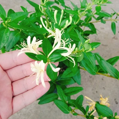 Cây Kim Ngân Hoa - Hoa chuyển màu, thân leo thơm ngát, giảm còn 45.000₫