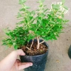 Cây Kim Ngân Hoa - Hoa chuyển màu, thân leo thơm ngát, giảm còn 45.000₫ 8