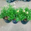 Cây Kim Ngân Hoa - Hoa chuyển màu, thân leo thơm ngát, giảm còn 45.000₫ 9
