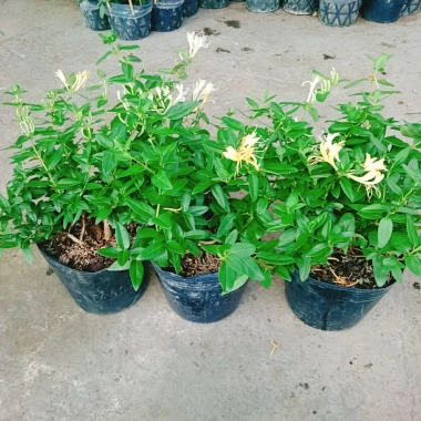 Cây Kim Ngân Hoa - Hoa chuyển màu, thân leo thơm ngát, giảm còn 45.000₫