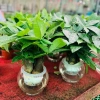 Cây Kim Ngân Thủy Sinh Nhỏ Gọn Cho Bàn Văn Phòng - Giá Ưu Đãi 200.000₫ 3