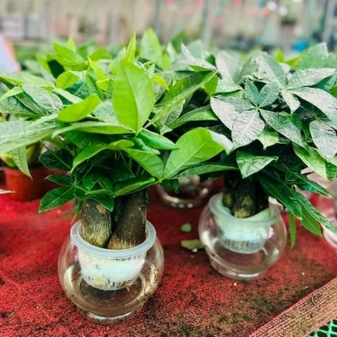 Cây Kim Ngân Thủy Sinh Nhỏ Gọn Cho Bàn Văn Phòng - Giá Ưu Đãi 200.000₫ 3