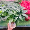 Cây Kim Ngân Thủy Sinh Nhỏ Gọn Cho Bàn Văn Phòng - Giá Ưu Đãi 200.000₫ 4
