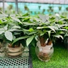 Cây Kim Ngân Thủy Sinh Nhỏ Gọn Cho Bàn Văn Phòng - Giá Ưu Đãi 200.000₫ 5