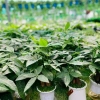Cây Kim Ngân Thủy Sinh Nhỏ Gọn Cho Bàn Văn Phòng - Giá Ưu Đãi 200.000₫ 7