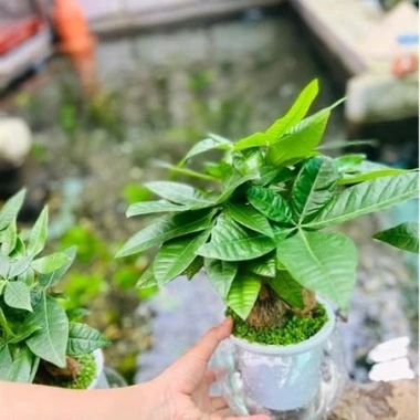 Cây Kim Ngân Thủy Sinh Nhỏ Gọn Cho Bàn Văn Phòng - Giá Ưu Đãi 200.000₫ 8