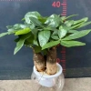 Cây Kim Ngân Thủy Sinh Nhỏ Gọn Cho Bàn Văn Phòng - Giá Ưu Đãi 200.000₫ 10