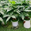 Cây Kim Ngân Thủy Sinh Nhỏ Gọn Cho Bàn Văn Phòng - Giá Ưu Đãi 200.000₫ 11