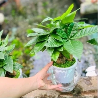 Cây Kim Ngân Thủy Sinh Nhỏ Gọn Cho Bàn Văn Phòng - Giá Ưu Đãi 200.000₫ 12