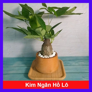 Cây Kim Ngân To Kim Ngân Hồ Lô, phong thủy để bàn, may mắn tài lộc, chỉ 120.000đ Cây Kim Ngân To Kim Ngân Hồ Lô, phong thủy để bàn, may mắn tài lộc, chỉ 120.000đ