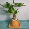 Cây Kim Ngân To Kim Ngân Hồ Lô, phong thủy để bàn, may mắn tài lộc, chỉ 120.000đ 2