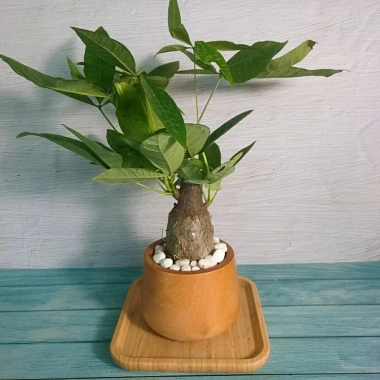 Cây Kim Ngân To Kim Ngân Hồ Lô, phong thủy để bàn, may mắn tài lộc, chỉ 120.000đ 2 Cây Kim Ngân To Kim Ngân Hồ Lô, phong thủy để bàn, may mắn tài lộc, chỉ 120.000đ 2
