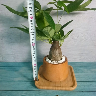 Cây Kim Ngân To Kim Ngân Hồ Lô, phong thủy để bàn, may mắn tài lộc, chỉ 120.000đ 3 Cây Kim Ngân To Kim Ngân Hồ Lô, phong thủy để bàn, may mắn tài lộc, chỉ 120.000đ 3