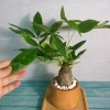 Cây Kim Ngân To Kim Ngân Hồ Lô, phong thủy để bàn, may mắn tài lộc, chỉ 120.000đ 4