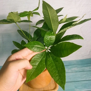 Cây Kim Ngân To Kim Ngân Hồ Lô, phong thủy để bàn, may mắn tài lộc, chỉ 120.000đ 5 Cây Kim Ngân To Kim Ngân Hồ Lô, phong thủy để bàn, may mắn tài lộc, chỉ 120.000đ 5
