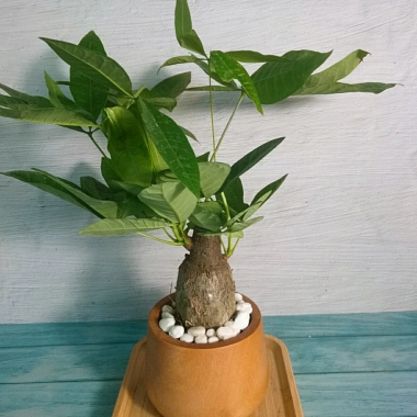 Cây Kim Ngân To Kim Ngân Hồ Lô, phong thủy để bàn, may mắn tài lộc, chỉ 120.000đ 6 Cây Kim Ngân To Kim Ngân Hồ Lô, phong thủy để bàn, may mắn tài lộc, chỉ 120.000đ 6