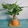 Cây Kim Ngân To Kim Ngân Hồ Lô, phong thủy để bàn, may mắn tài lộc, chỉ 120.000đ 7
