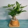 Cây Kim Ngân To Kim Ngân Hồ Lô, phong thủy để bàn, may mắn tài lộc, chỉ 120.000đ 8