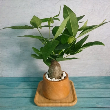 Cây Kim Ngân To Kim Ngân Hồ Lô, phong thủy để bàn, may mắn tài lộc, chỉ 120.000đ 8 Cây Kim Ngân To Kim Ngân Hồ Lô, phong thủy để bàn, may mắn tài lộc, chỉ 120.000đ 8