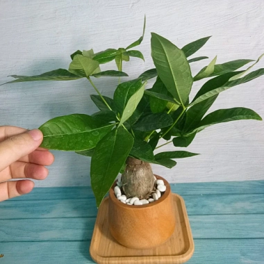 Cây Kim Ngân To Kim Ngân Hồ Lô, phong thủy để bàn, may mắn tài lộc, chỉ 120.000đ 9 Cây Kim Ngân To Kim Ngân Hồ Lô, phong thủy để bàn, may mắn tài lộc, chỉ 120.000đ 9