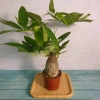 Cây Kim Ngân To Kim Ngân Hồ Lô, phong thủy để bàn, may mắn tài lộc, chỉ 120.000đ 10