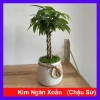 Cây kim ngân xoắn chậu sứ – Cây cảnh để bàn hút tài lộc, phong thủy tốt, 86.000đ