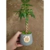 Cây kim ngân xoắn chậu sứ – Cây cảnh để bàn hút tài lộc, phong thủy tốt, 86.000đ 2