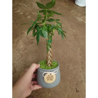 Cây kim ngân xoắn chậu sứ – Cây cảnh để bàn hút tài lộc, phong thủy tốt, 86.000đ 3