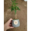 Cây kim ngân xoắn chậu sứ – Cây cảnh để bàn hút tài lộc, phong thủy tốt, 86.000đ 4