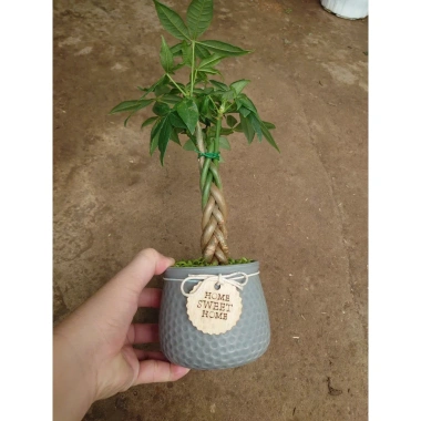 Cây kim ngân xoắn chậu sứ – Cây cảnh để bàn hút tài lộc, phong thủy tốt, 86.000đ 4