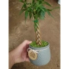 Cây kim ngân xoắn chậu sứ – Cây cảnh để bàn hút tài lộc, phong thủy tốt, 86.000đ 5