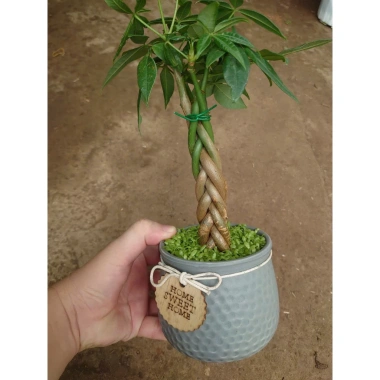 Cây kim ngân xoắn chậu sứ – Cây cảnh để bàn hút tài lộc, phong thủy tốt, 86.000đ 5