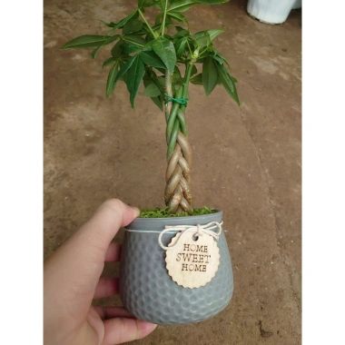 Cây kim ngân xoắn chậu sứ – Cây cảnh để bàn hút tài lộc, phong thủy tốt, 86.000đ 6