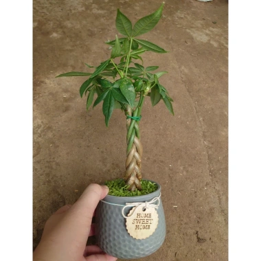 Cây kim ngân xoắn chậu sứ – Cây cảnh để bàn hút tài lộc, phong thủy tốt, 86.000đ 8