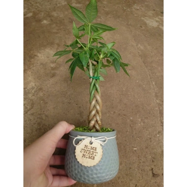 Cây kim ngân xoắn chậu sứ – Cây cảnh để bàn hút tài lộc, phong thủy tốt, 86.000đ 9