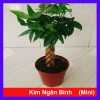 Cây kim ngân xoắn chậu sứ – Cây cảnh để bàn hút tài lộc, phong thủy tốt, 86.000đ 10