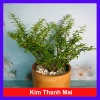 Cây Kim Thanh Mai - Bonsai để bàn, cây cảnh mini sang trọng, giá 39.000₫