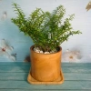 Cây Kim Thanh Mai - Bonsai để bàn, cây cảnh mini sang trọng, giá 39.000₫ 2