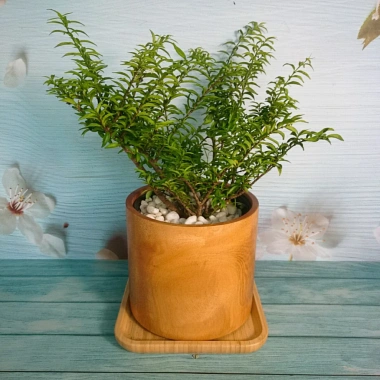 Cây Kim Thanh Mai - Bonsai để bàn, cây cảnh mini sang trọng, giá 39.000₫ 2