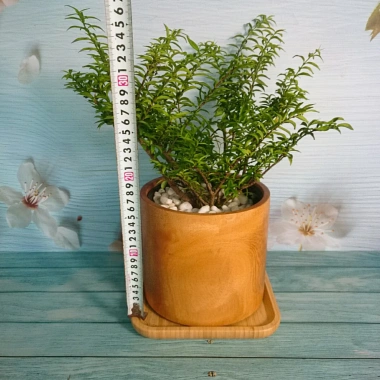 Cây Kim Thanh Mai - Bonsai để bàn, cây cảnh mini sang trọng, giá 39.000₫ 3
